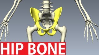 Bones Of The Pelvis Anatomy  Hip Bone Anatomy 1 [upl. by Ytirehc]