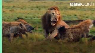 Lion Trapped by Clan of Hyenas  Dynasties  BBC Earth [upl. by Anagnos]