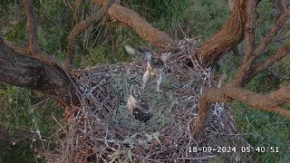 SE33 is 6 week old today 🥳 SeaEagleCAM4 Live Stream  18092024 [upl. by Attelrac478]