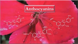 Anthocyanins Introduction and structure elucidation [upl. by Rebmyt794]