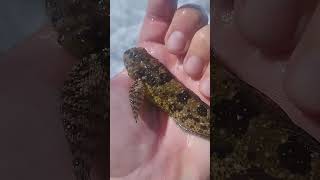 Wooly Sculpin caught Fishing from the Cliffs werftv catchsurf surffishing beach [upl. by Inaej112]