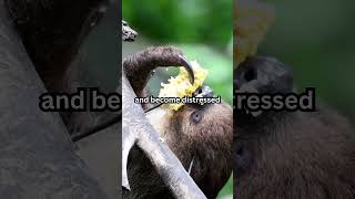 Do you know baby sloths refuse to eat without a cuddle buddy shorts facts sloth animals [upl. by Oigres]