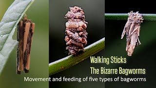 Five types of amazing Bagworms [upl. by Refennej]