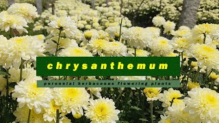 Discovering the Beauty of Chrysanthemums  Chrysanthemums Gardening FloralBeauty [upl. by Ahtrim]