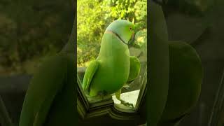 🦜ऐ मिट्ठूYe Mithu Talking Parrotyoutubeshorts shorts rashi1609 parrot cute happy funny ❤️ [upl. by Floyd]