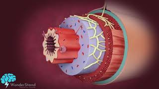 Layers of the alimentary canal [upl. by Naivart]