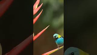 Green Headed Tanager viralshort birds insects fishtank wildlife insectworld animals [upl. by Iatnwahs]