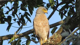 CANTO DEL GAVILÁN POLLEROROADSIDE HAWK Rupornis magnirostris [upl. by Annhej289]