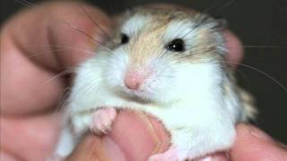 Hamster Voice  Uuh Uuh Royalty Free Cartoon Sound [upl. by Liponis786]