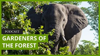 Forest elephants the endangered quotgardenersquot of the Congo Rainforest [upl. by Airehc]