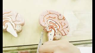 Embryological development of brain [upl. by Aisul]