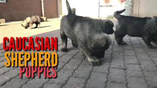 The Caucasian Shepherd Puppy RUSSIAN BEAR DOG Caucasian Ovcarka Кавказская овчарка Russian Breed [upl. by Adnav]