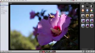 A Beginners Guide To iPhoto [upl. by Ijok]