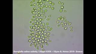 MicroalgaeDunaliella salina clusteringHypersalinityDr G Hotos LabGreece [upl. by Alayne448]