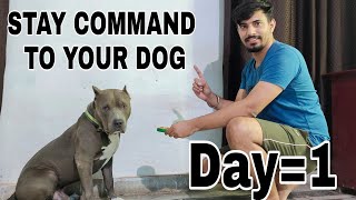 How to train pitbull puppy or pitbull dog  how I train cammander easy dog training at home [upl. by Eihtak276]