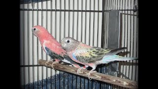 Rainbow Bourke Hen and Other Young Bourke Parakeets [upl. by Nnylyma]