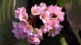 ヒマラヤ雪ノ下ヒマラヤユキノシタ Beautiful Pink Flowers  Himalayan Bergenia [upl. by Aikemet780]