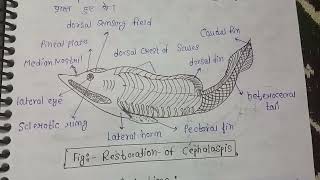 Origin  evolution general Organisation and affinities of ostracoderms  MSc zoology 3rd sem notes [upl. by Vitus]