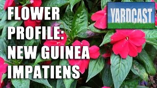 Flower Profile  New Guinea Impatiens [upl. by Eitirahc]