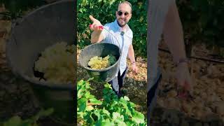 Harvesting in ChâteauneufduPape [upl. by Ileane56]