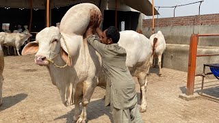 BABA Saleem Cattle Farm Biggest Qurbani Bulls Collection cow cowmandi mandi bull cattle [upl. by Icart56]