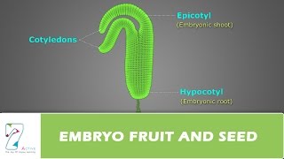 EMBRYO FRUIT AND SEED [upl. by Nosae]