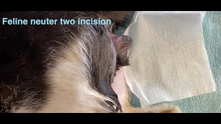 Feline neuter open cat castration [upl. by Barnard]