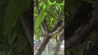 Athimaramfigfruit athipazham tree garden kerala [upl. by Hisbe]