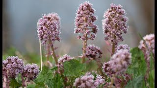 Butterbur Petasines  Migraine Tension Headache Spasms Hay Fever Asthma Anti inflammatory [upl. by Tollman]