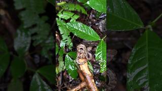 ഇവനെ കാണാൻ കാസർഗോടഡ് പോയി🐍 Kottancheri biodiversity herping sarpa pitvipers [upl. by Burger]