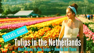 Tulips in Spring  Travel Guide to Keukenhof Garden amp Best Places to See Tulip in the Netherlands [upl. by Delly213]