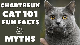 Chartreux Cats 101  Fun Facts amp Myths [upl. by Adnamra]