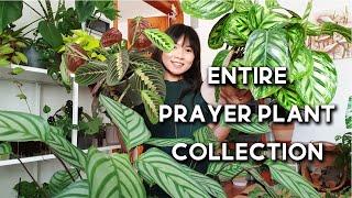 Prayer Plant Collection  16 Prayer Plants  Stromanthe Maranta Calathea Ctenanthe [upl. by Beeck243]