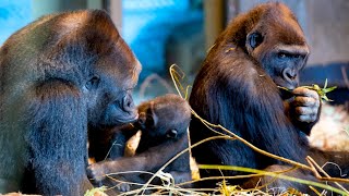 Watch Gorillas All Day in Seattle Zoo Dec 3rd 2023 [upl. by Ennayr]