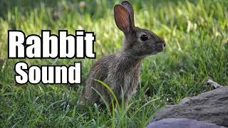 10 Minutes  Rabbit Sound Effect  different Rabbit sounds  HIGH QUALITY [upl. by Talanta578]