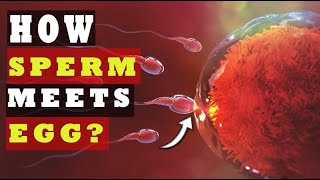 How Sperm Meets an Egg to Fertilize  How Fast Sperm Travels to the Egg SCIENCE EXPLAINED [upl. by Yarased]