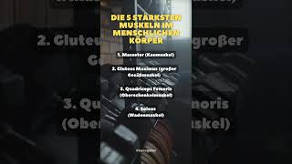 Top 5 stärksten Muskeln im menschlichen Körper fitnessmotivation fitnesscouple muskelaufbau [upl. by Nestor]