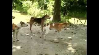 Dog bangladesh [upl. by Googins]