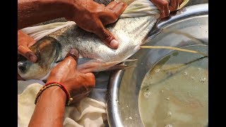 Fish Breeding System  Big Head Fish Eggs Hatchery [upl. by Admana]