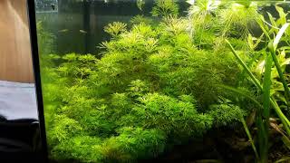 Limnophila sessiliflora [upl. by Hanforrd]