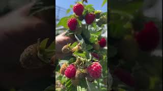 EVERBEARING RASPBERRIES shorts shortsfeed garden gardening [upl. by Llertak]