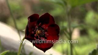 Potentilla atrosanguinea flowering in a Himalayan meadow  Lamkhaga [upl. by Hi]