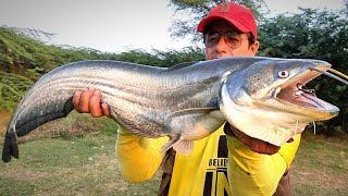 Amazing wallago attu catfish fishing  murrel fish hunting  fishing video [upl. by Occor]