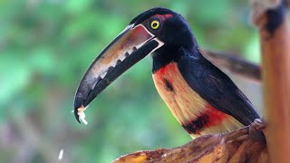 Collared Aracari enjoying a plantain Pteroglossus torquatus [upl. by Inahc385]