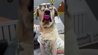 NEW FUNNY LOOK comedy funny dog [upl. by Ayom297]