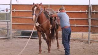 Wild Mustang Horse Training  How to place saddle on wild horse [upl. by Ko]