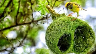 Weaver Bird Making Nest  Weaver Bird Building Nest  Indian Weaver Bird  Baya Weaver Making Nest [upl. by Zusman]