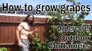 How to grow grapes in UK basics [upl. by Dodi]