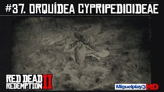 Localización múltiple Orquídea Cypripedioideae  37Compendio Plantas  Red dead redemption 2 [upl. by Annamarie]