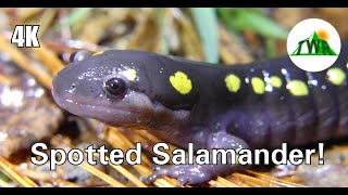 Spotted Salamanders Everything You Need To Know  4k [upl. by Tirb244]